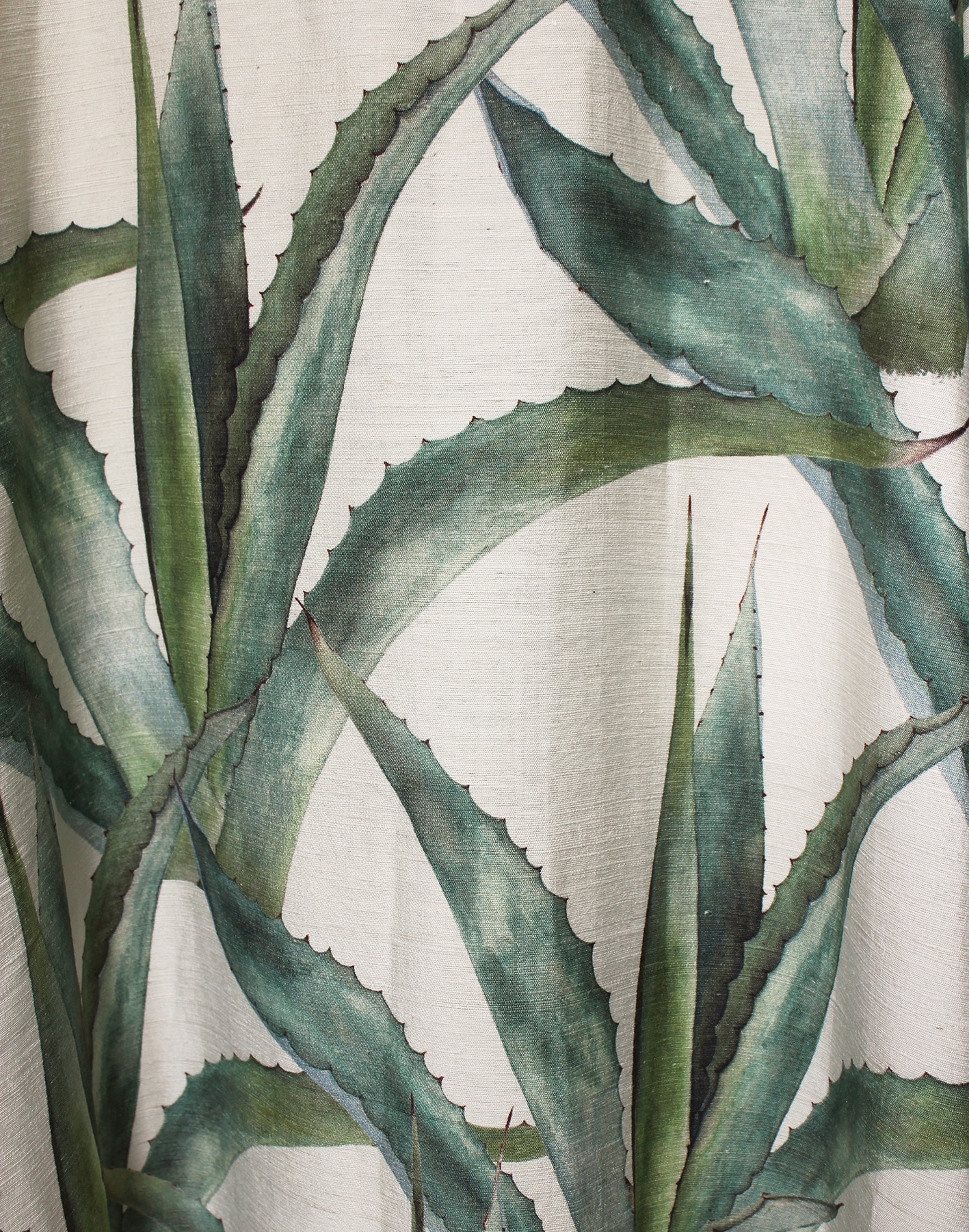 Agave
